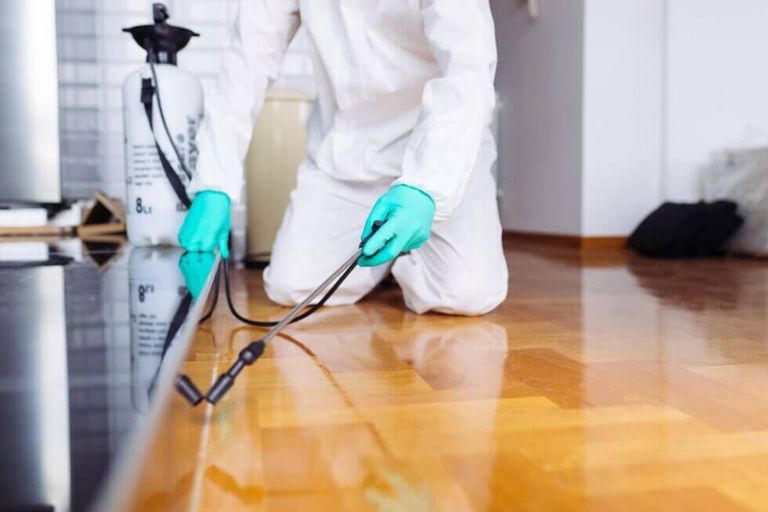 Why Pest Control is Necessary After a House Clean - Home Plus Cleaning