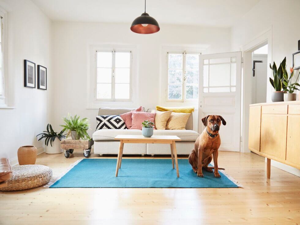 top-tips-for-pet-owners-to-clean-the-house-980x735