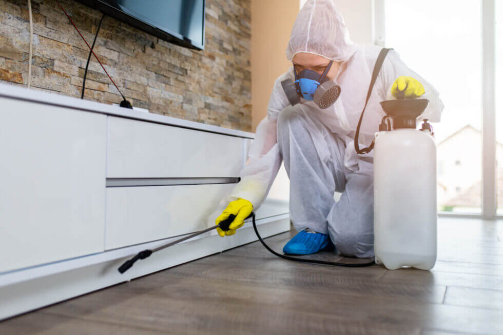 top-tips-to-prevent-infestation-in-your-home-980x653